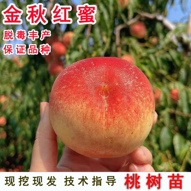 嫁接金秋红蜜桃树苗特大晚熟9月成熟冬桃苗北南方当年结果果树苗