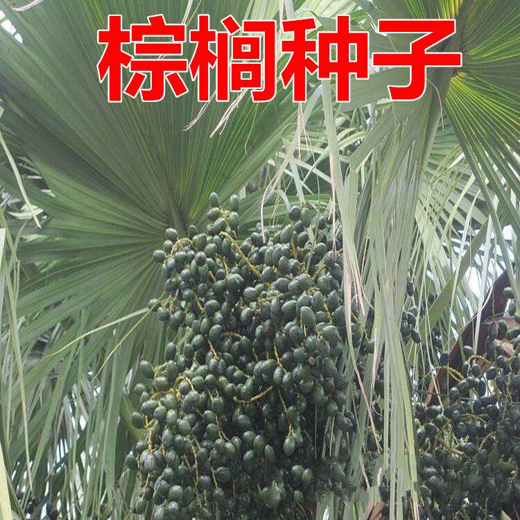 棕榈种子唐棕榈山棕树 龙鳞棕观音竹棕竹老人葵种子芭蕉伞树种子