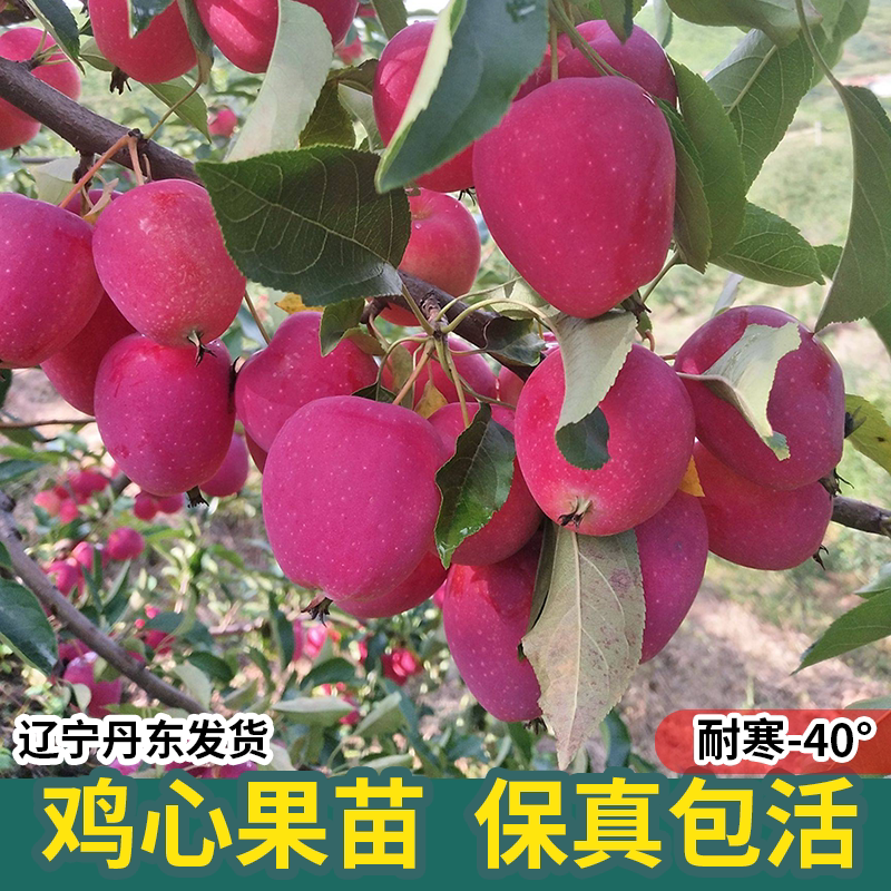 东北耐寒鸡心果苗树盆栽锦图片