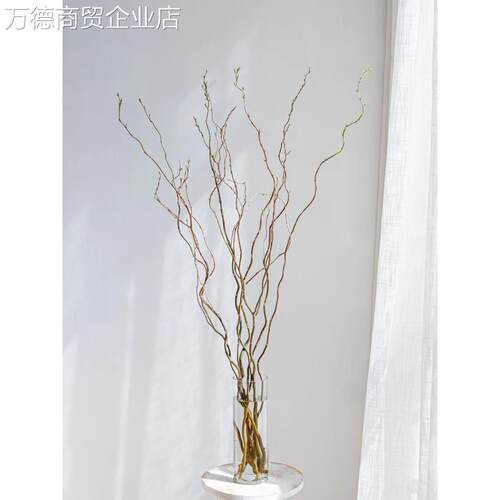 水培植物龙柳鲜枝切花水养绿植雪柳干支室内吊钟泡水长根装饰盆栽