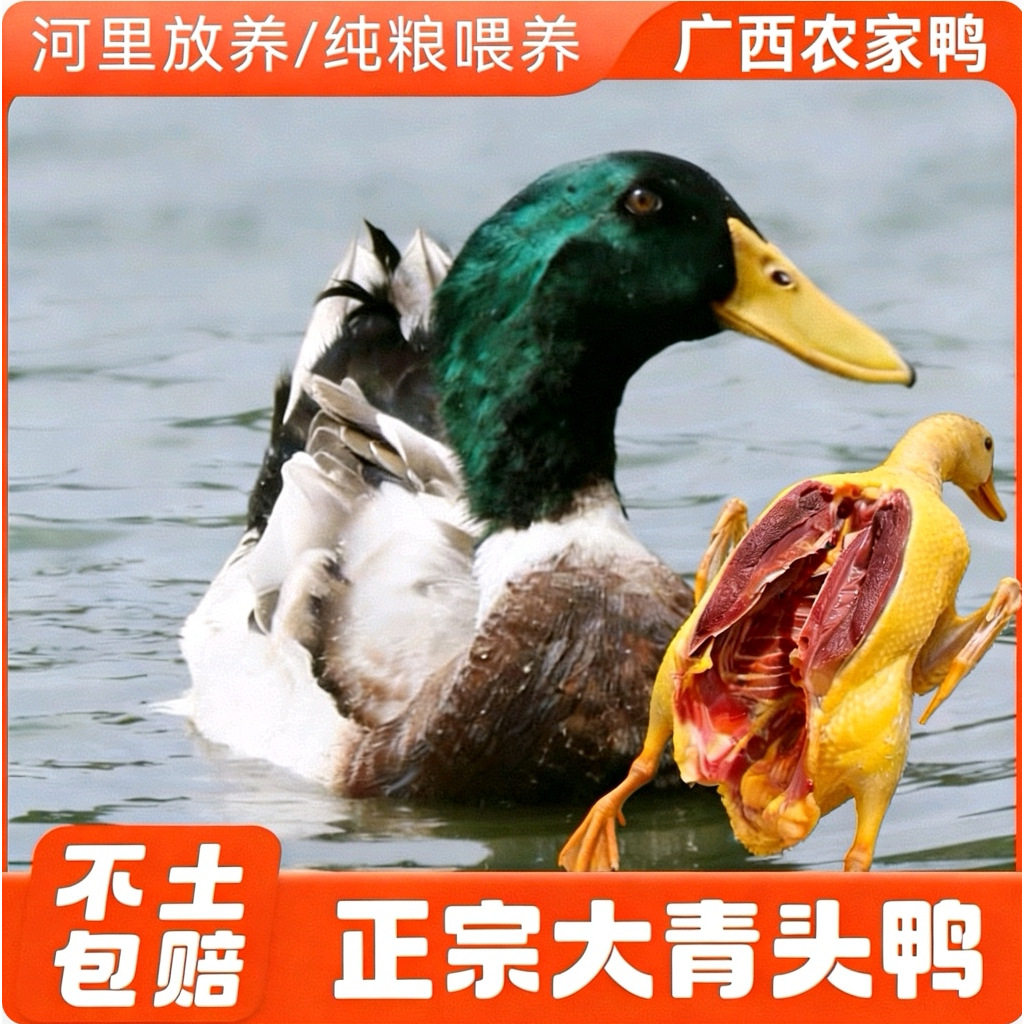 正宗广西农家散养青头鸭土鸭老鸭新鲜现杀水鸭麻鸭绿头野鸭子