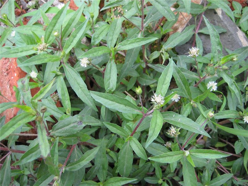 新鲜墨旱莲乌田草旱莲草莲子草墨水草乌心草鳢肠金陵草旱莲子包邮