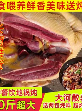 鹅肉新鲜大鹅超大10斤非大白鹅散养大鹅老鹅整只鹅雁鹅瘦肉送料包