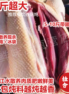 农家散养十斤超大非白鹅大鹅整只非新鲜现杀鹅炖大鹅土鹅滋补食材