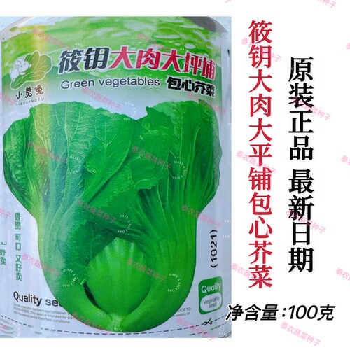 泰农选大坪埔大肉包心大芥菜种子家庭园艺大田种植蔬菜种子广东