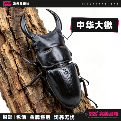中国大锹甲甲虫昆虫宠物中华大锹扁锹甲成虫活体独角仙包活中大