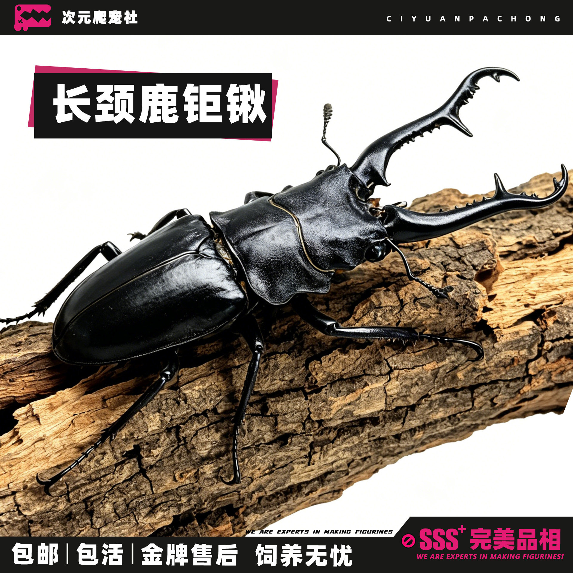 【 长颈鹿锯锹】PGK 长颈鹿锯锹甲新手甲虫昆虫观察锹甲 温顺好养