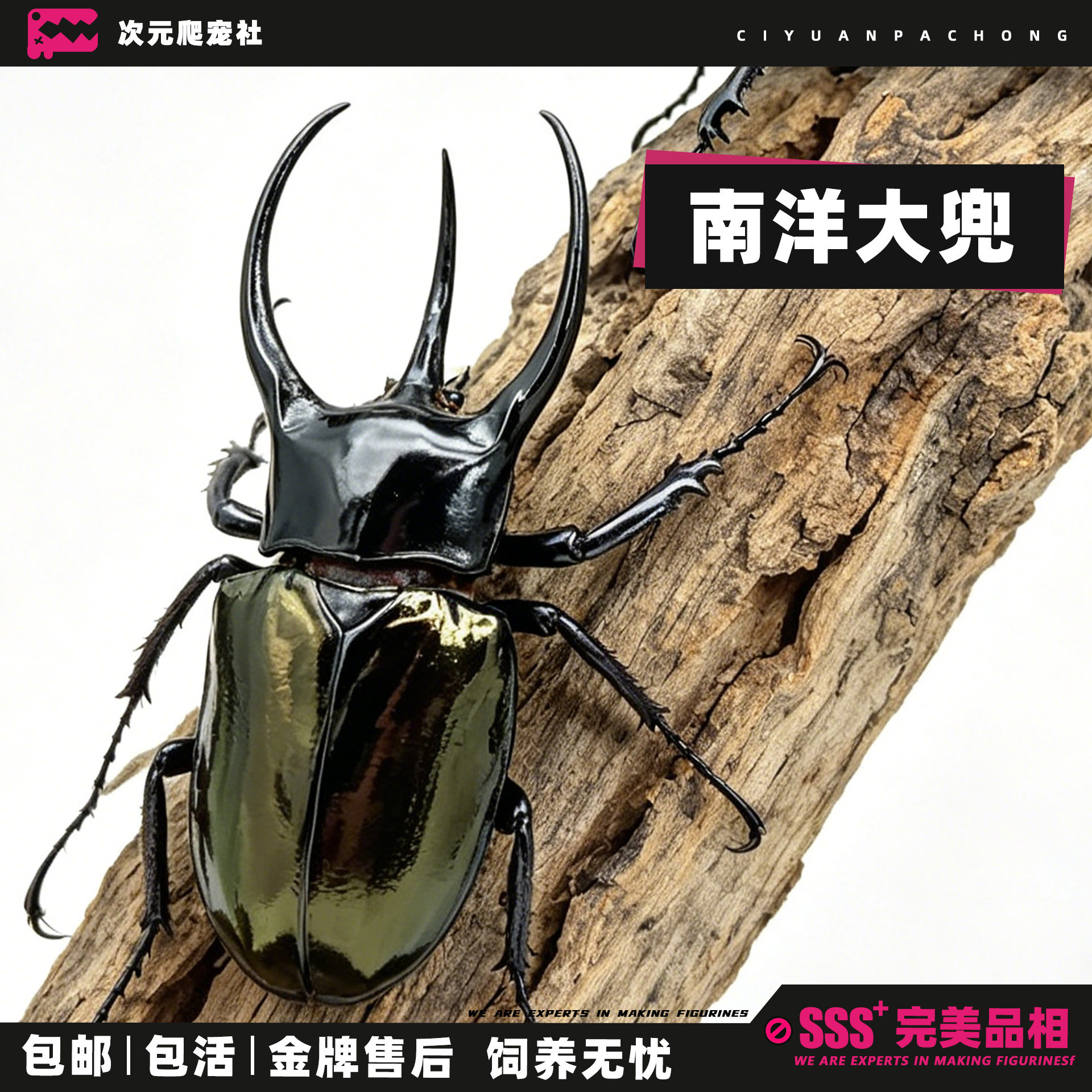 【南洋大兜虫】CAK亚种甲虫宠物昆虫活物成虫幼虫活体甲壳