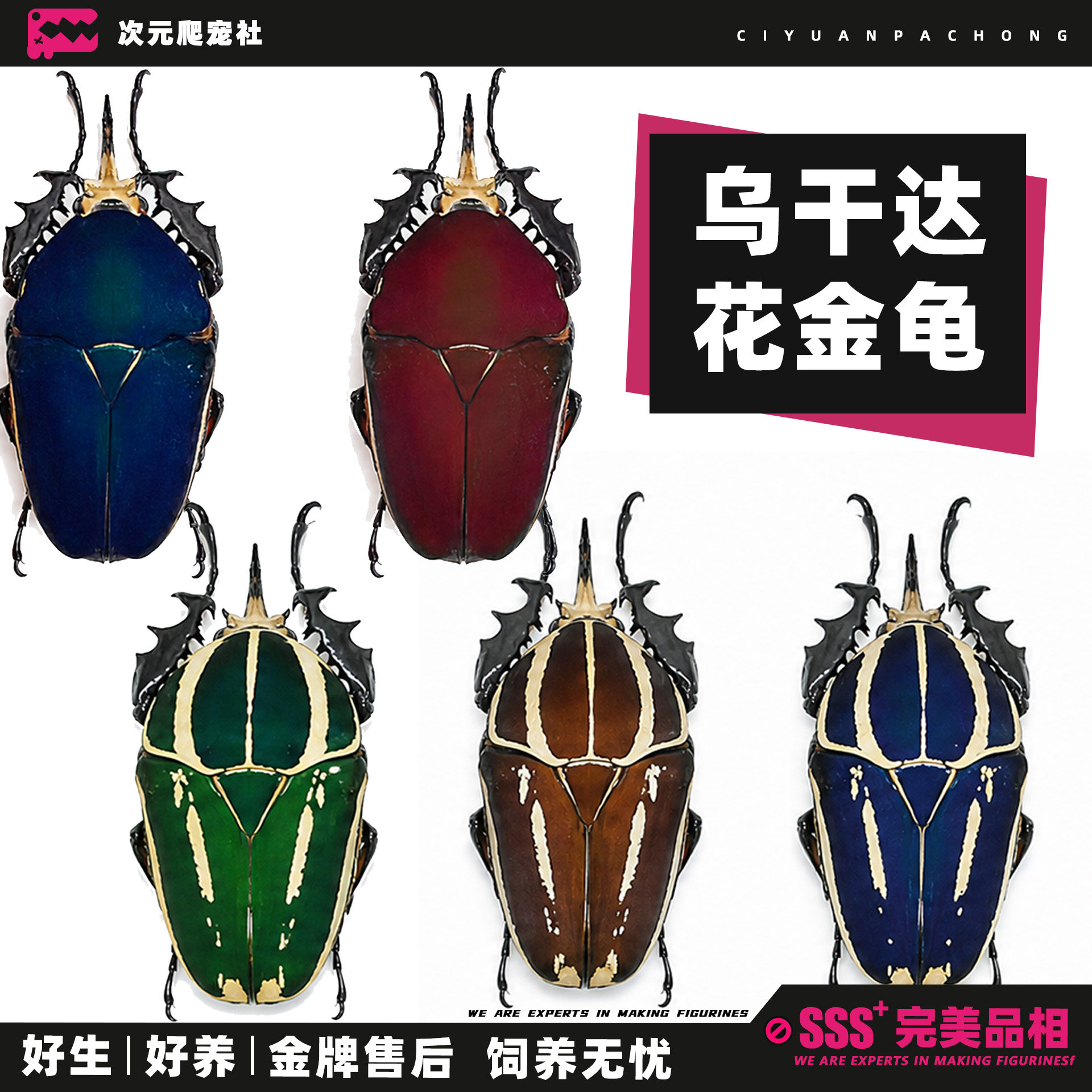 【乌干达花金龟】宠物甲虫昆虫活特色爬宠/鸣虫