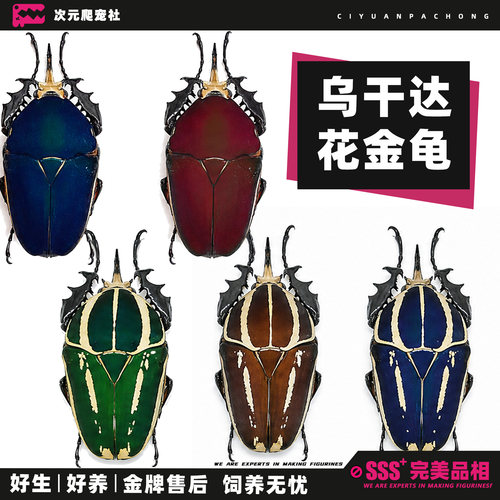 【乌干达花金龟】宠物甲虫昆虫活物成虫活体甲壳虫
