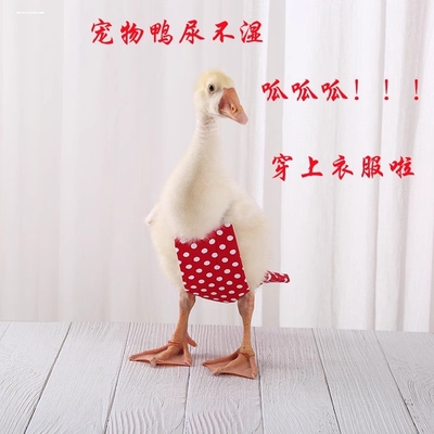 小鸡粪兜屎兜粪便袋尿不湿纸尿裤鹅鸭子屁兜接粪袋宠物用品可调节