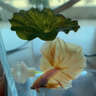 新款泰国斗鱼休息产卵仿真荷叶子圆单双层栖息床睡觉用品玩具