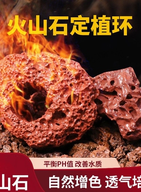 红色火山石水草定植环水草底座鱼缸水草固定种植神器无土栽培