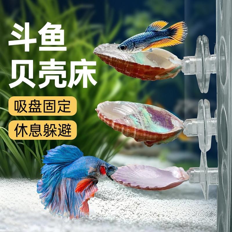 鱼缸悬浮摆件斗鱼休息床贝壳躲避屋繁殖盘产卵板吸盘金波子宿舍窝