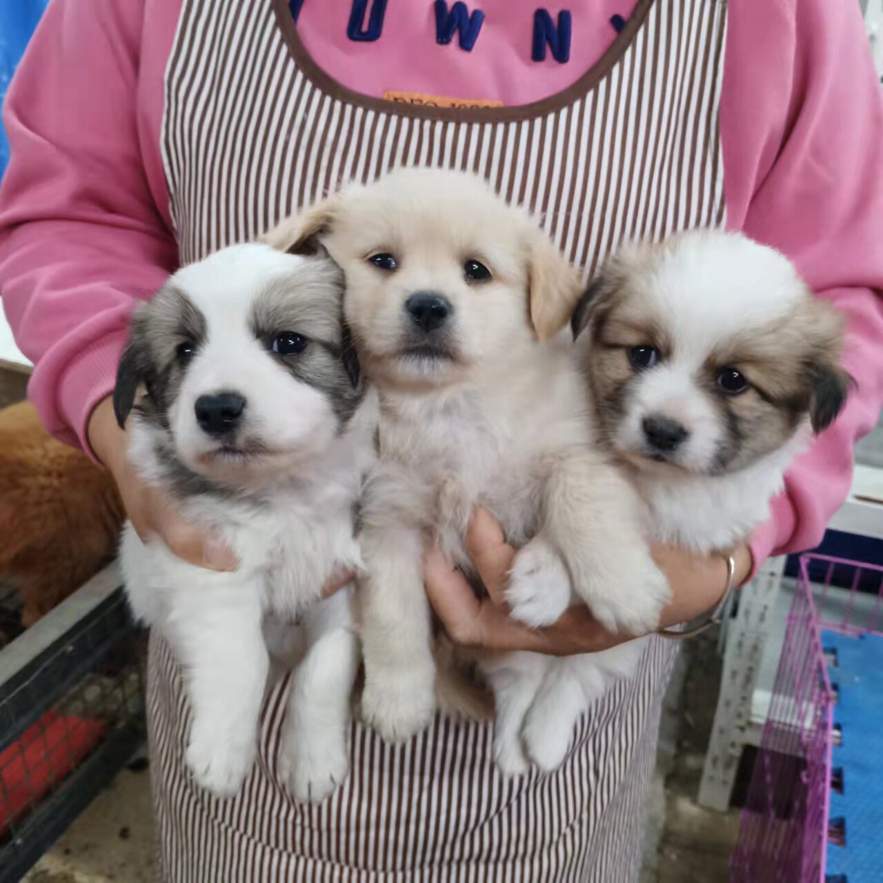 挑选狗狗活体宠物狗田园犬混血犬长不大串串狗幼崽温顺家养小型犬