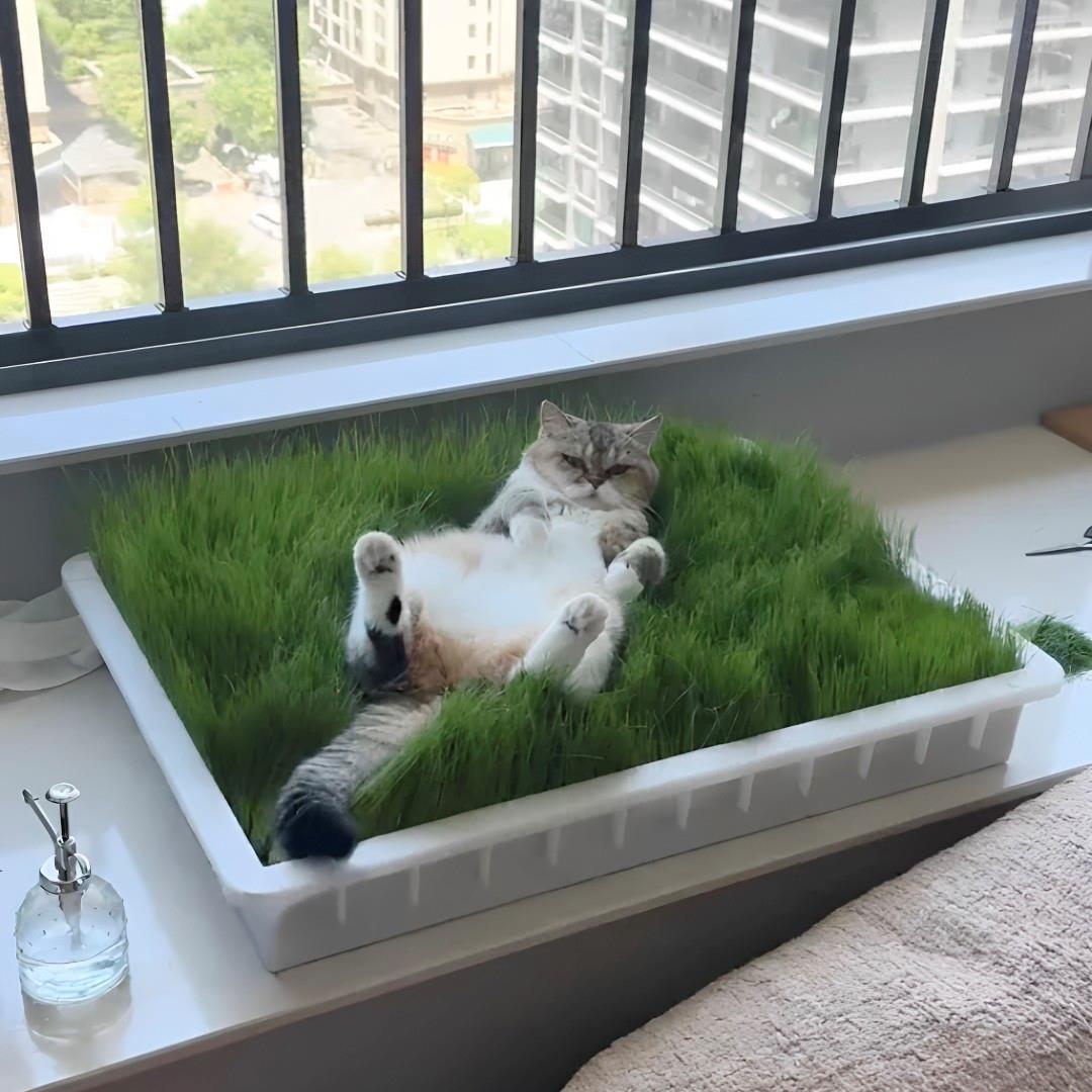 猫咪专属草坪！自制猫草盒创意室内DIY大面积猫床猫窝化猫毛神器