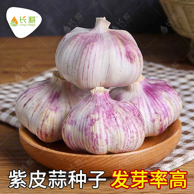 紫皮大蒜种子农家秋冬季