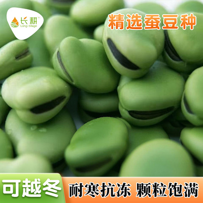 秋播蚕豆种子大全白皮罗汉豆种籽南方春四季青皮胡豆蔬菜种孑大全