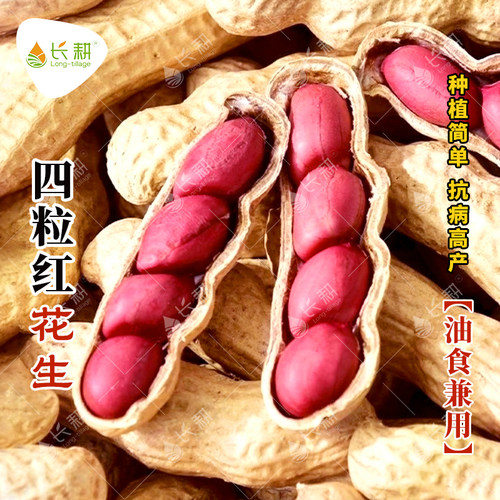 山东四粒红农家花生种子