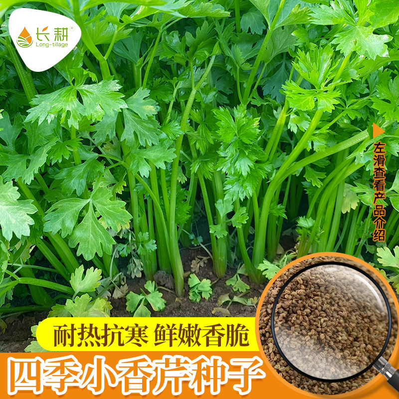 四季小香芹种子高产芹菜种籽大全夏季春季四季播阳台盆栽蔬菜种孑