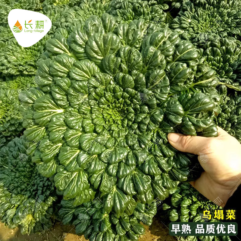 乌塌菜种子耐寒四季盆栽阳台