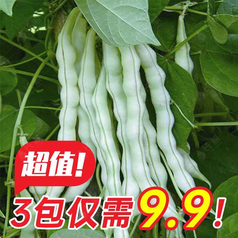 高产九粒白芸豆种种子孑春夏秋冬季菜豆蔬菜种山东老来少豆角种籽