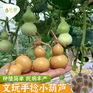 特小文玩观赏葫芦种子特大亚腰大酒葫芦籽种苗秧春夏季阳台盆栽孑