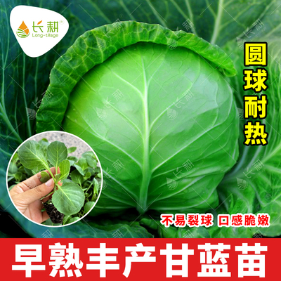 夏播甘蓝苗子耐热耐寒甘蓝秧苗种子春秋四季阳台包菜卷心菜蔬菜孑