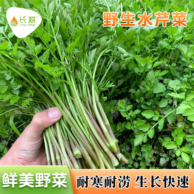 野生水芹菜种子野菜山芹实芹种籽春秋四季阳台盆栽马家沟蔬菜种孑