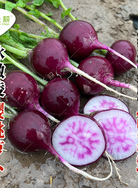 冰激凌樱桃萝卜种子阳台盆栽迷你紫色小萝卜种孑四季高产蔬菜种籽