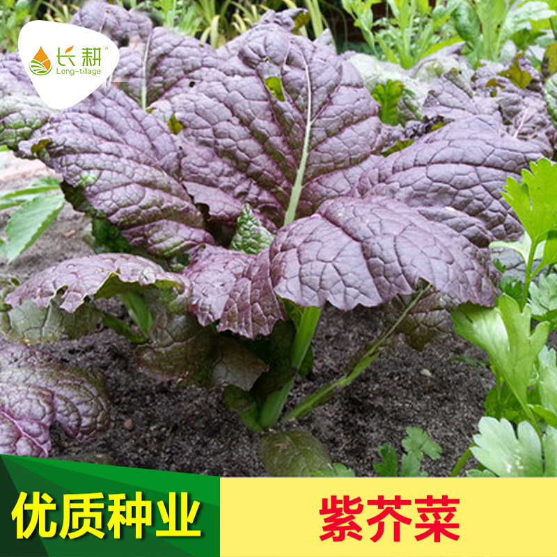 韩国进口紫芥菜种子大叶菜园特色