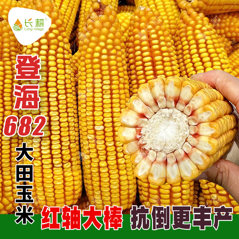 登海682玉米种子山东大田玉米种籽春秋红轴高产审定饲料包谷种孑