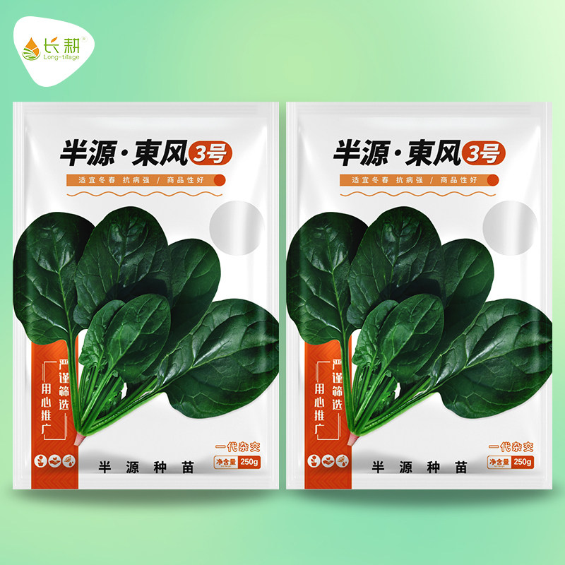 长耕东风3号菠菜种子杂交菠菜冬春播耐寒耐热种籽茎硬度高蔬菜孑