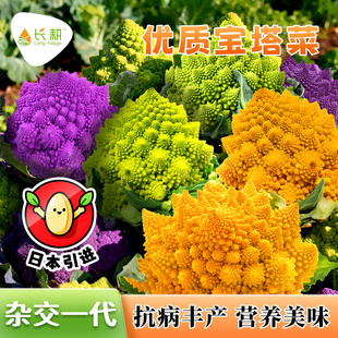 日本罗马花椰菜种子宝塔菜种子花菜春秋四季阳台盆栽菜花蔬菜种孑