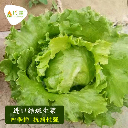 结球生菜种子奶油蔬菜高产四季播