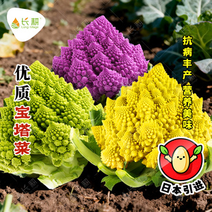 日本引进宝塔菜种子彩虹花菜种籽春秋四季高产杂交紫菜花蔬菜种孑