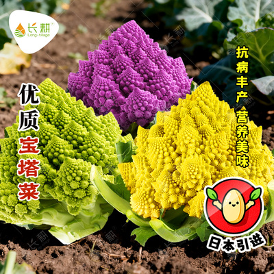 日本引进宝塔菜种子彩虹花菜种籽春秋四季高产杂交紫菜花蔬菜种孑