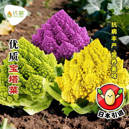 日本引进宝塔菜种子彩虹花菜种籽春秋四季高产杂交紫菜花蔬菜种孑
