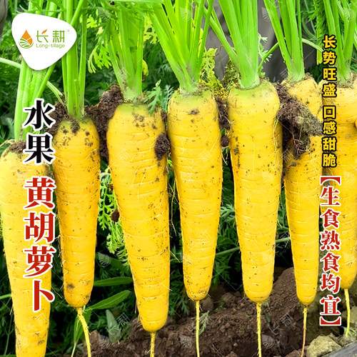 水果胡萝卜种子秋四季黄胡萝卜