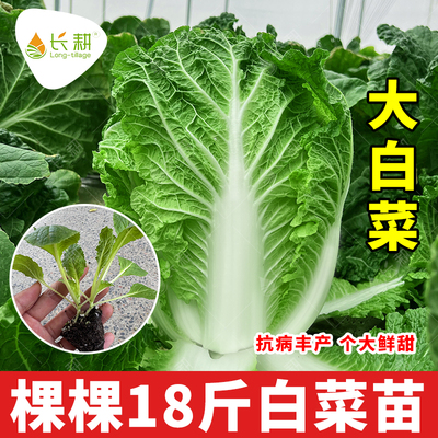 秋播大白菜苗子棵棵18斤白菜种子耐寒耐热春四季阳台胶州蔬菜种孑