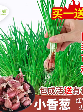 四季小香葱种四川火葱种子苗春夏盆栽红葱头葱种籽分葱阳台蔬菜孑