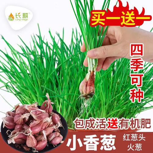 长耕四季火葱头种子四川小香葱
