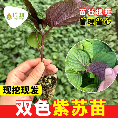 双色紫苏种苗大叶苏子秧苗春秋四季阳台盆栽包肉紫苏种子蔬菜苗籽