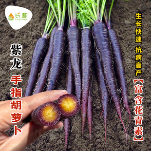 紫龙水果胡萝卜种子紫皮手指胡萝卜种籽春秋四季黄心鲜食蔬菜种孑