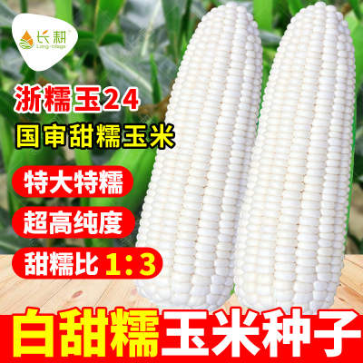 浙糯玉24白甜糯玉米种子鲜食大棒高产玉米籽春秋四季苞米国审种孑