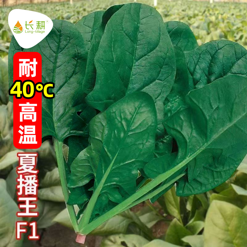 耐热菠菜种子高产抽苔圆叶夏季