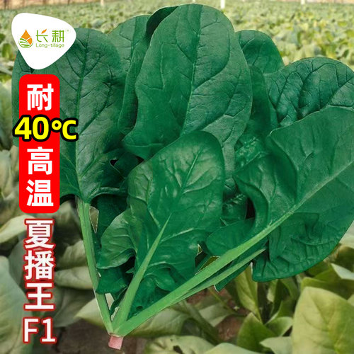 耐热菠菜种子高产抽苔圆叶夏季