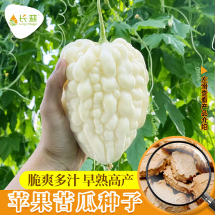苹果苦瓜种子高产白玉水果苦瓜种籽甘甜春四季 播阳台盆栽蔬菜种孑