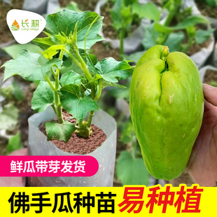 佛手瓜种子种籽带芽龙须菜孑子种植秧苗瓜苗种瓜白扶手瓜四季苗秧