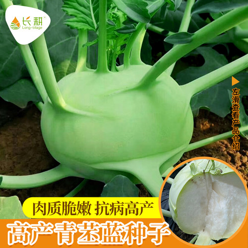 青苤蓝种子紫苤蓝种籽松根球茎水果甘蓝种子四季阳台盆栽蔬菜种孑